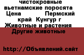  чистокровные вьетнамские поросята › Цена ­ 2 500 - Пермский край, Кунгур г. Животные и растения » Другие животные   